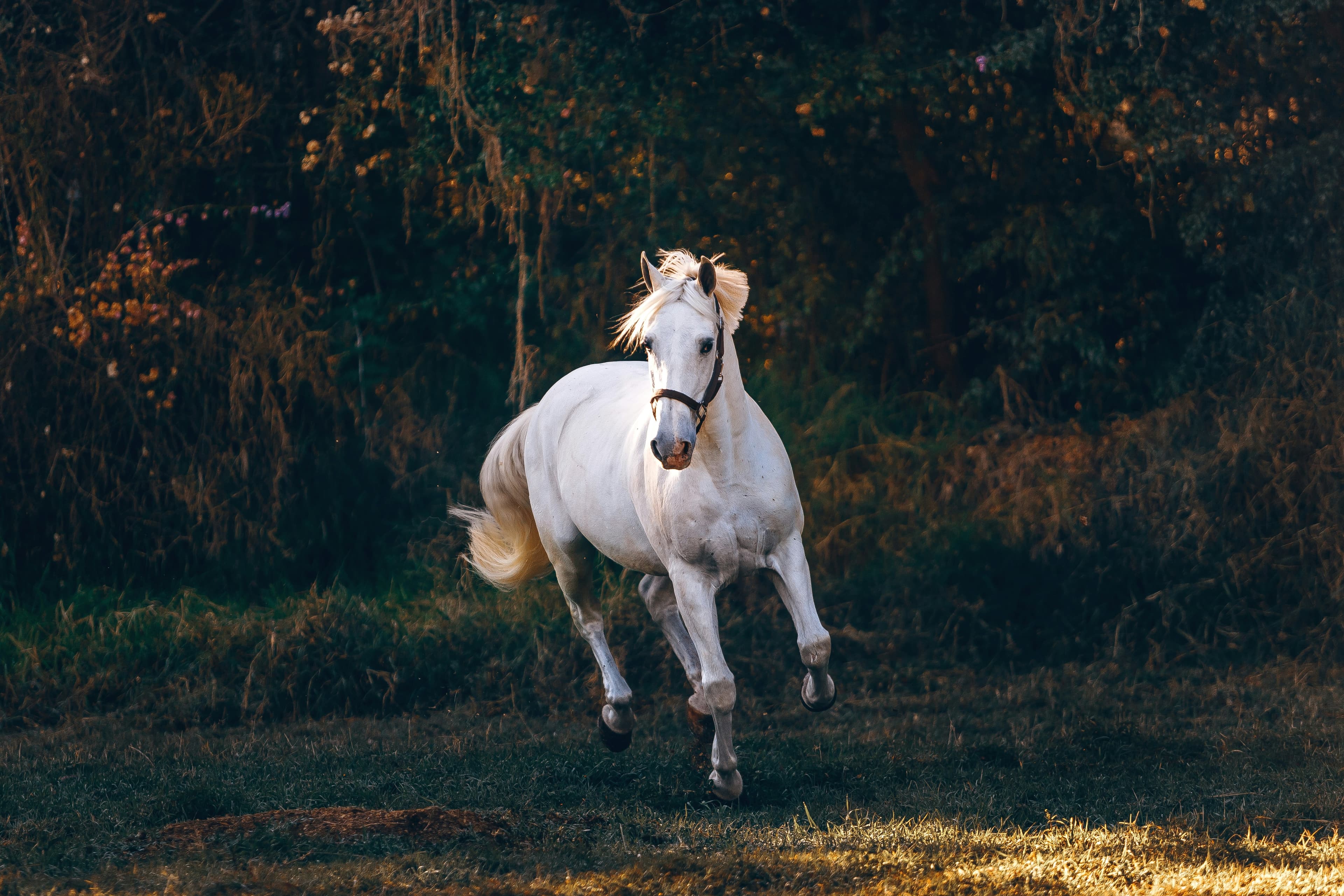 White horse running through a dark forest clearing